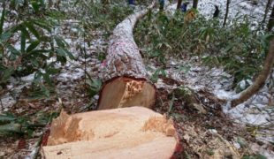 自然素材で創る体に優しい木の香る家赤松梁伐採１，０５